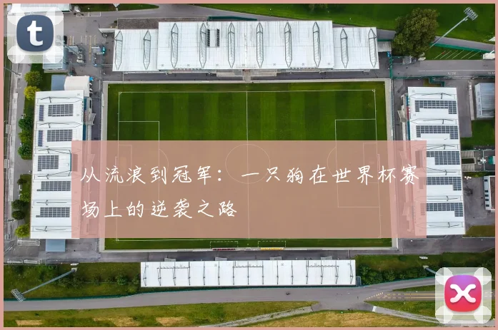 从流浪到冠军：一只狗在世界杯赛场上的逆袭之路
