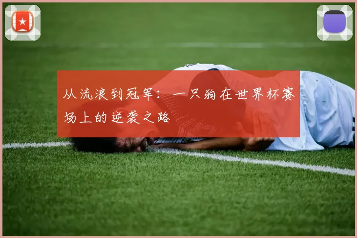 从流浪到冠军：一只狗在世界杯赛场上的逆袭之路